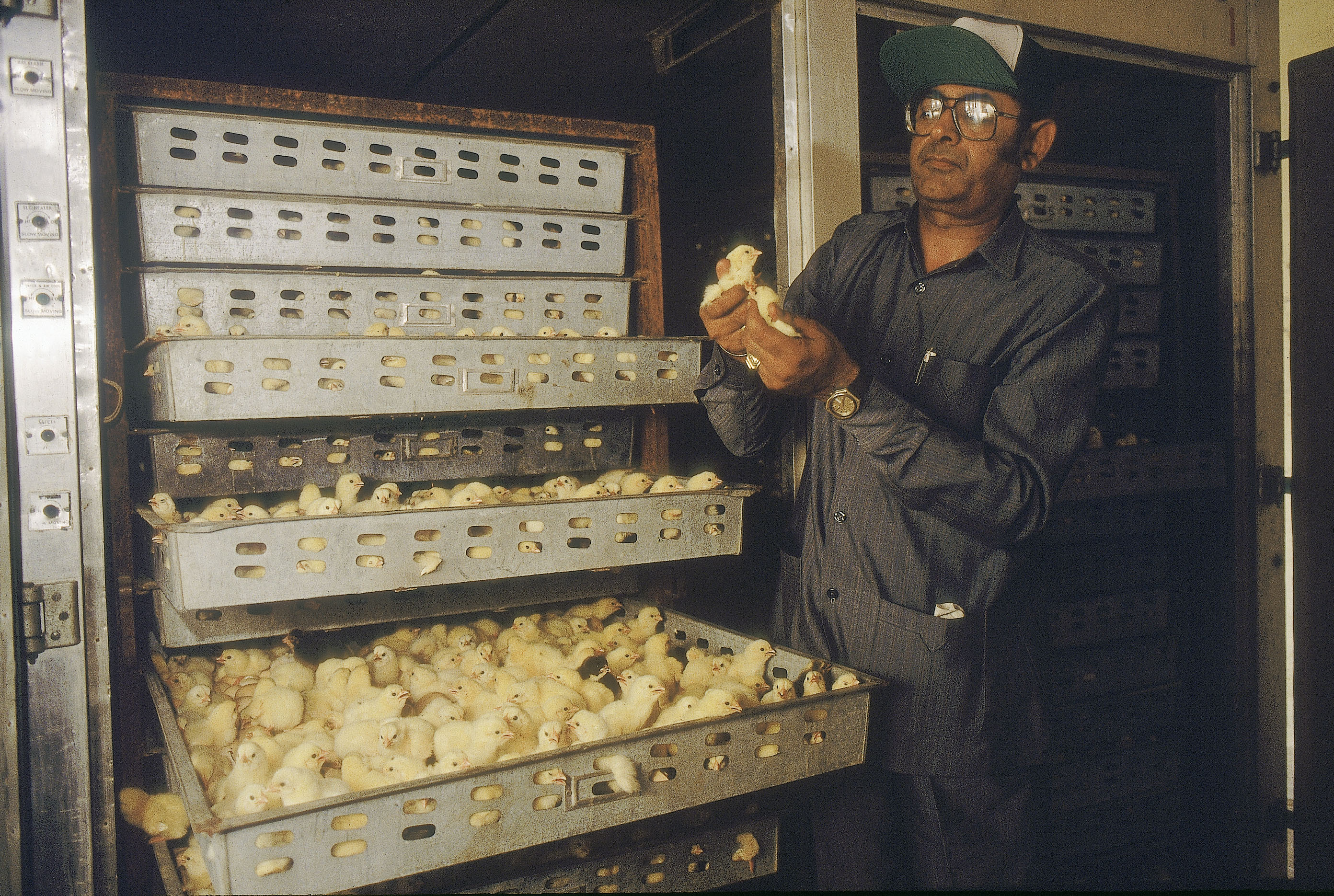 Poultry Farming space