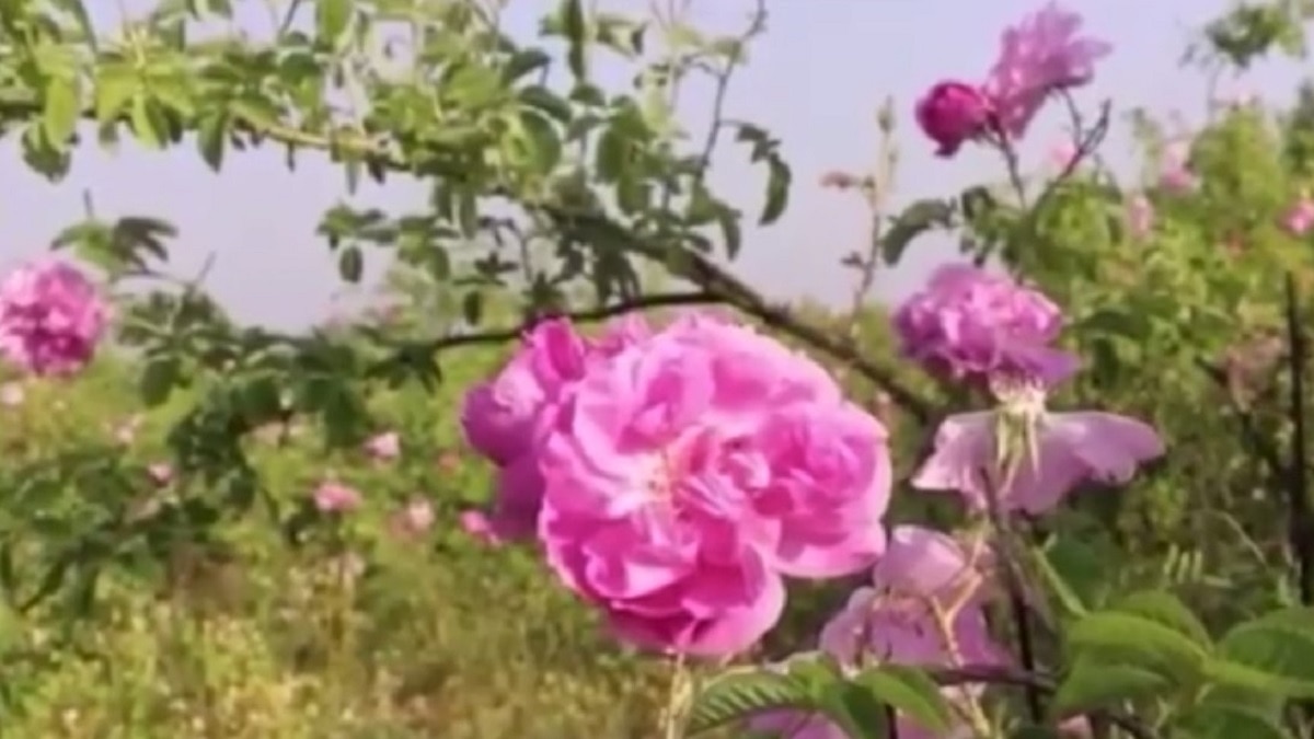 Rose Cultivation tips