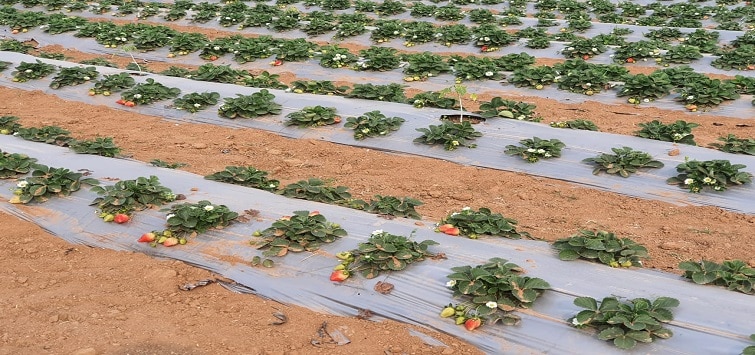 Strawberry farming in India