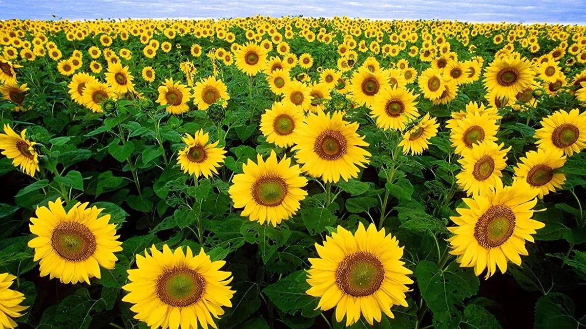 Sunflower farming news