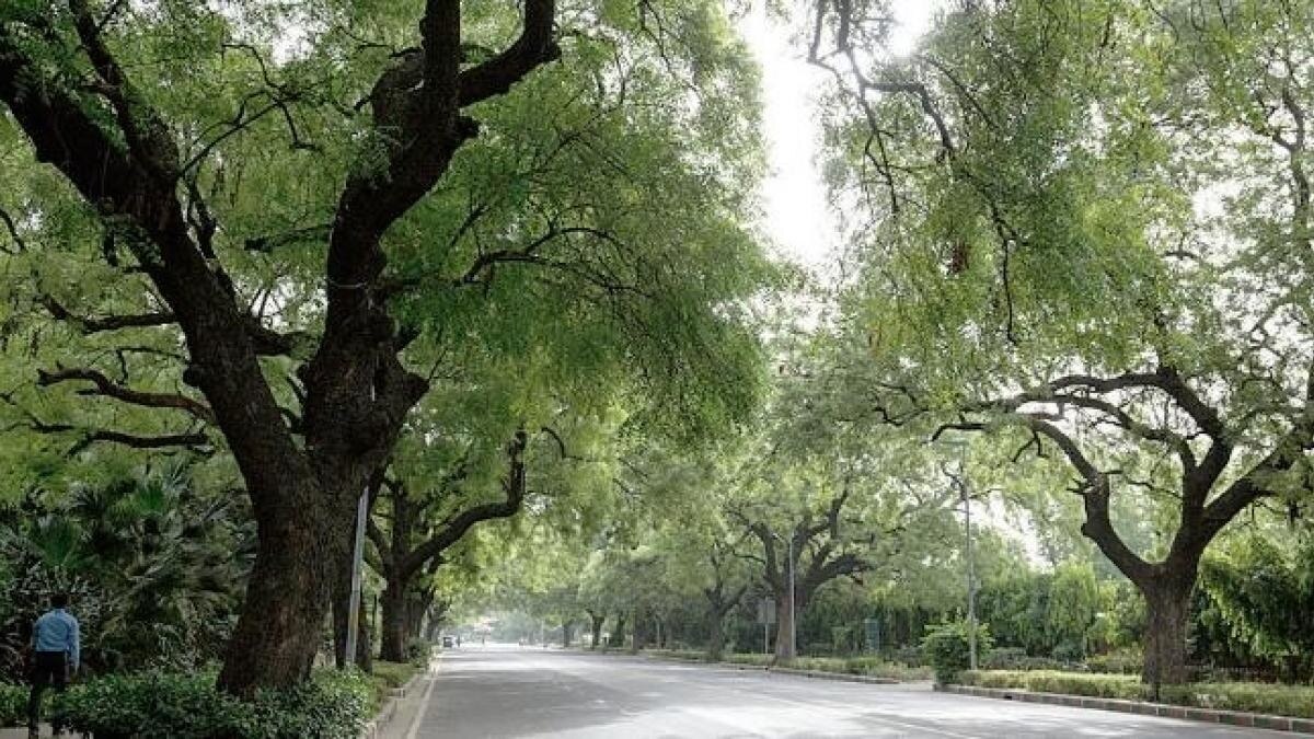 older trees getting pension