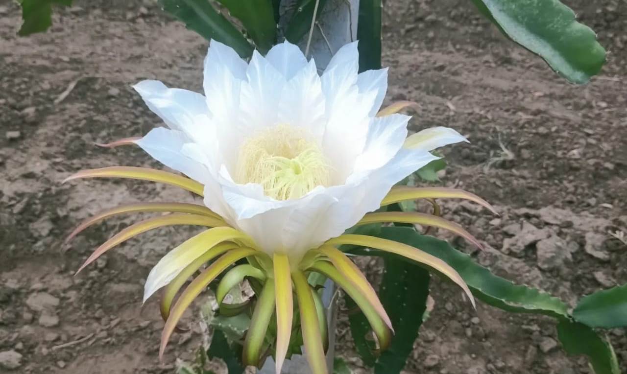 Dragon fruit Farming Condition