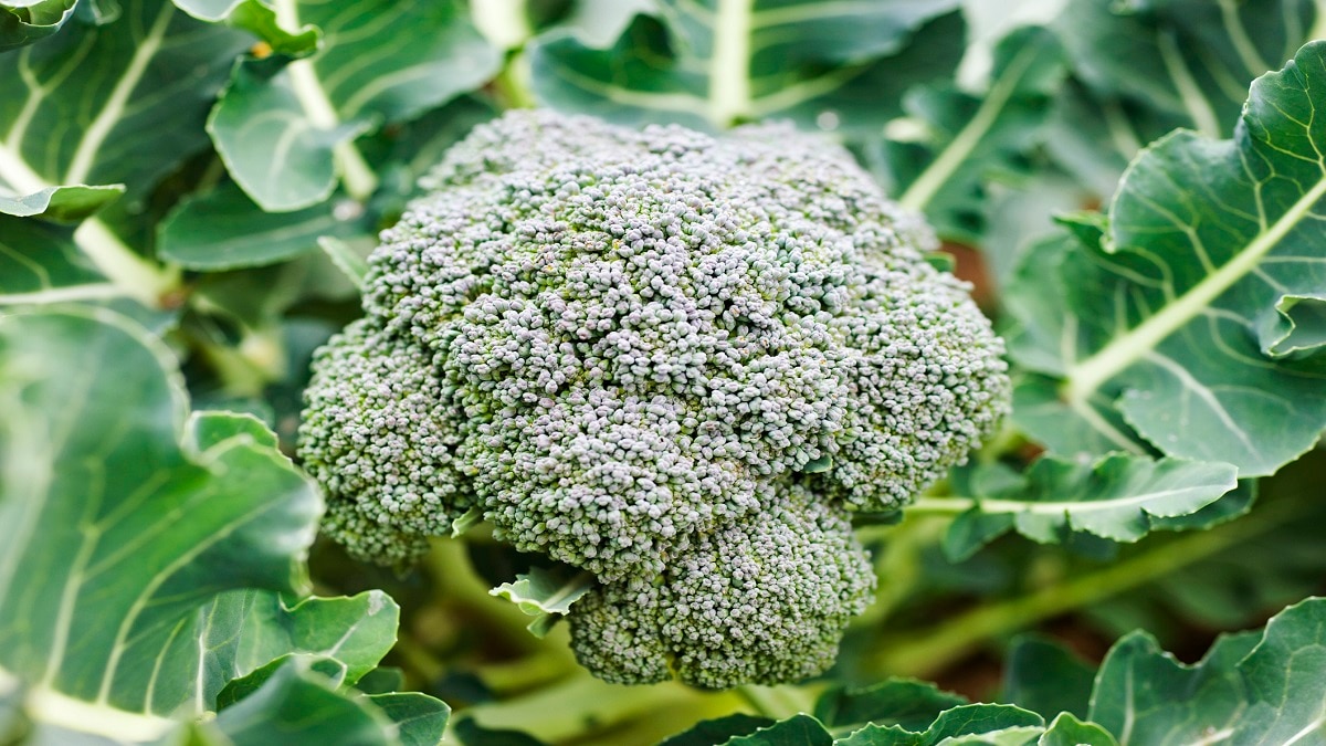 Broccoli Farming