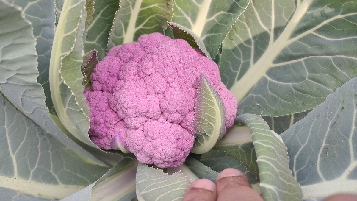 Colourful cauliflower