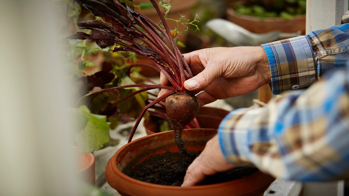 Beetroot farming tips