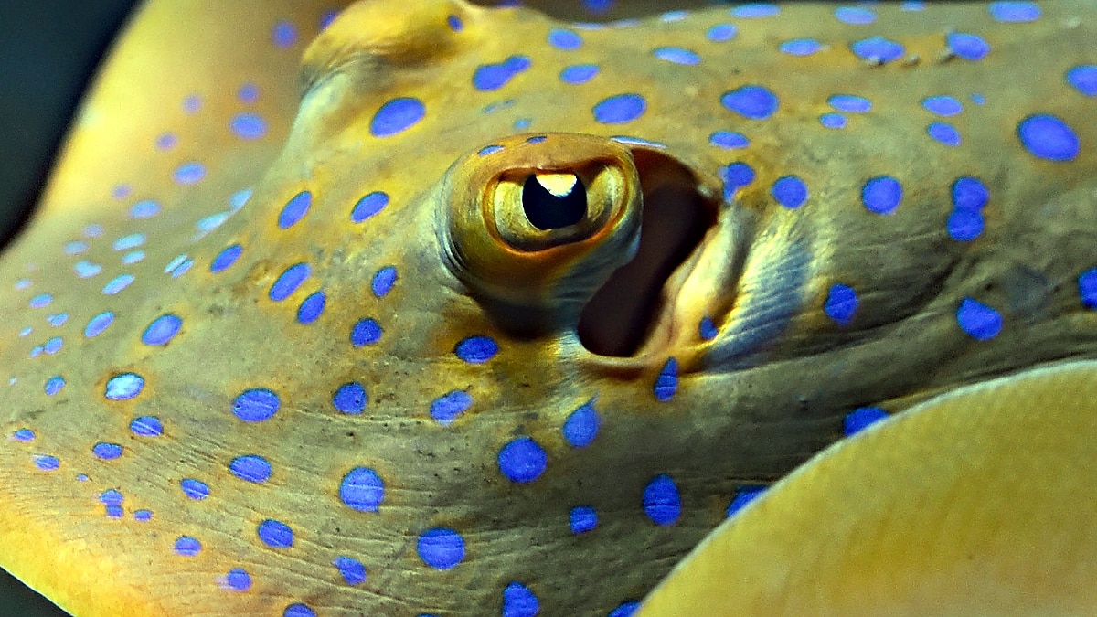 Different Shape of Pupils