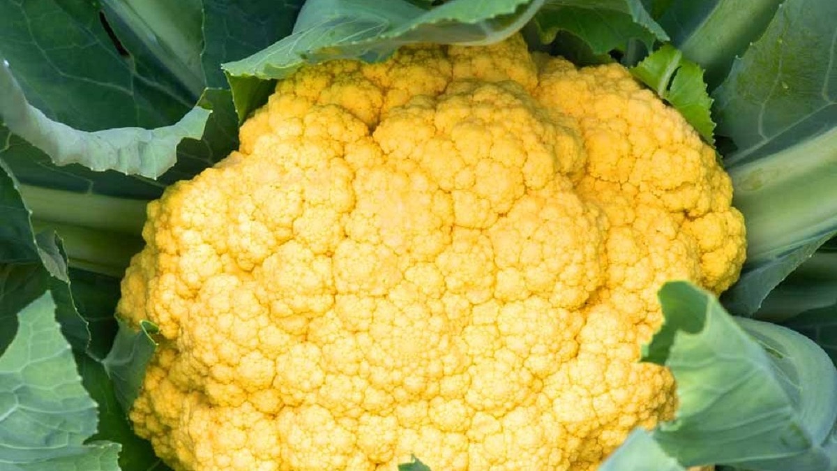 cauliflower health benefit