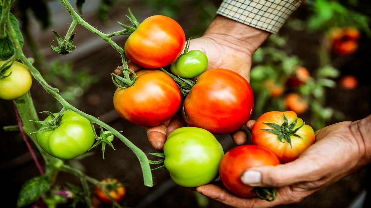 Tomato Gardening
