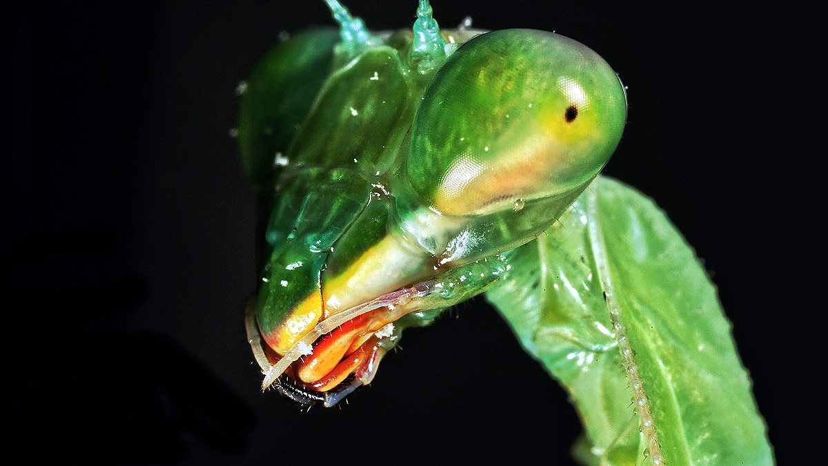 Different Shape of Pupils