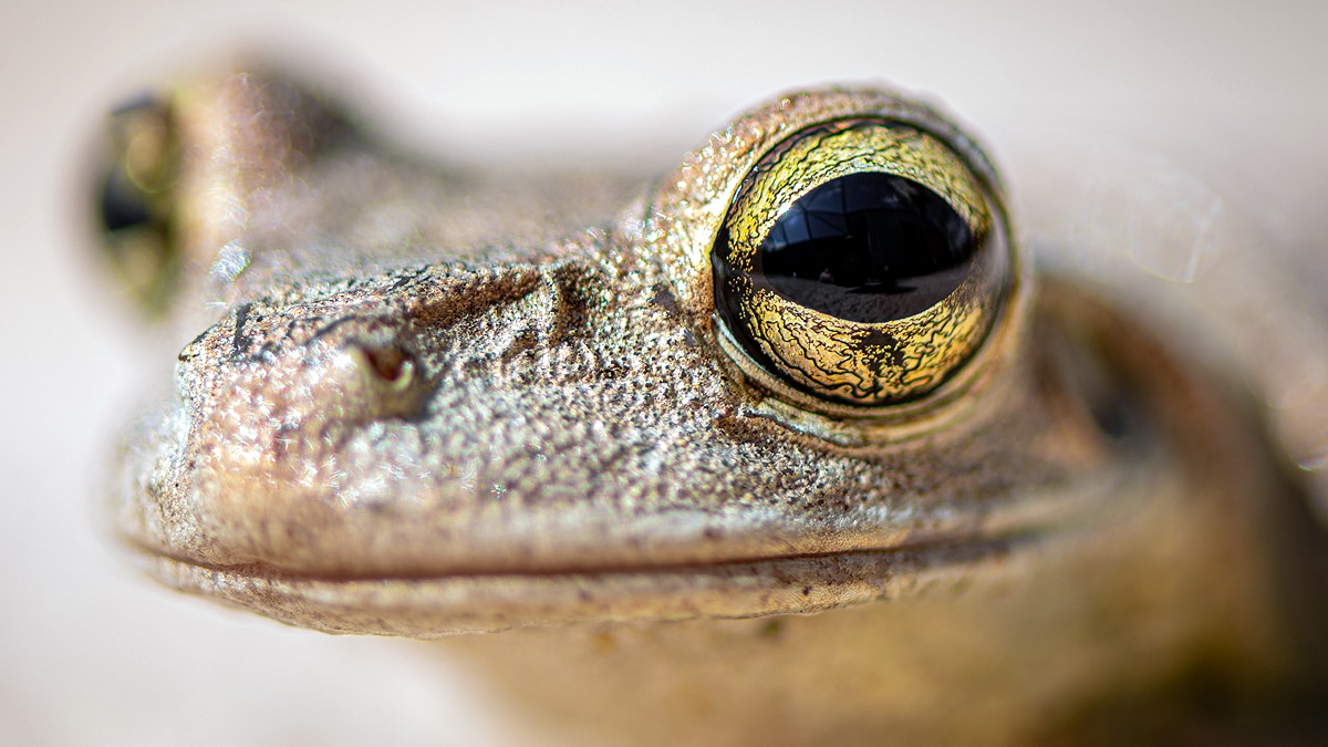 Different Shape of Pupils