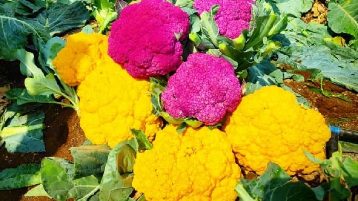Colourful cauliflower cost