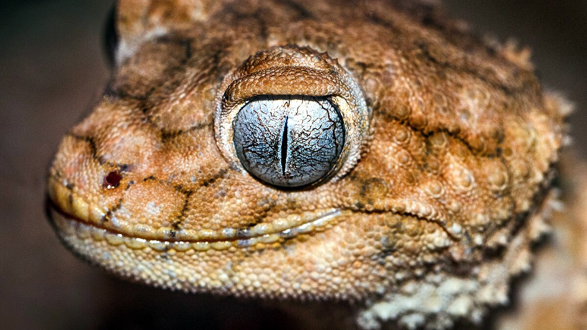 Different Shape of Pupils
