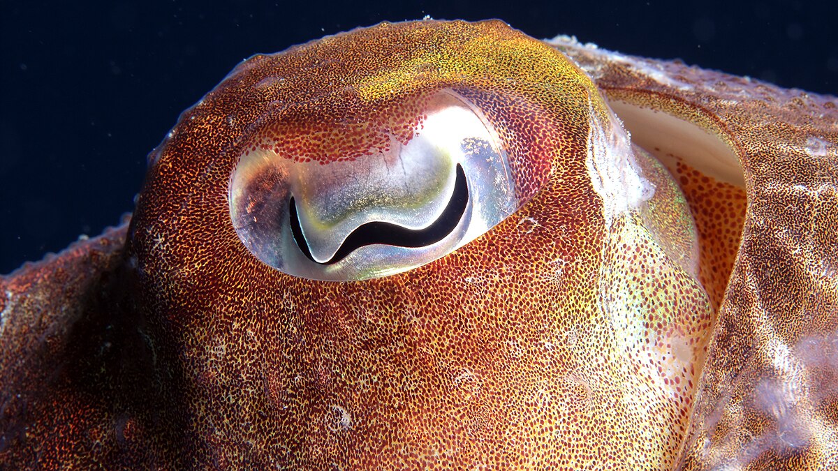 Different Shape of Pupils