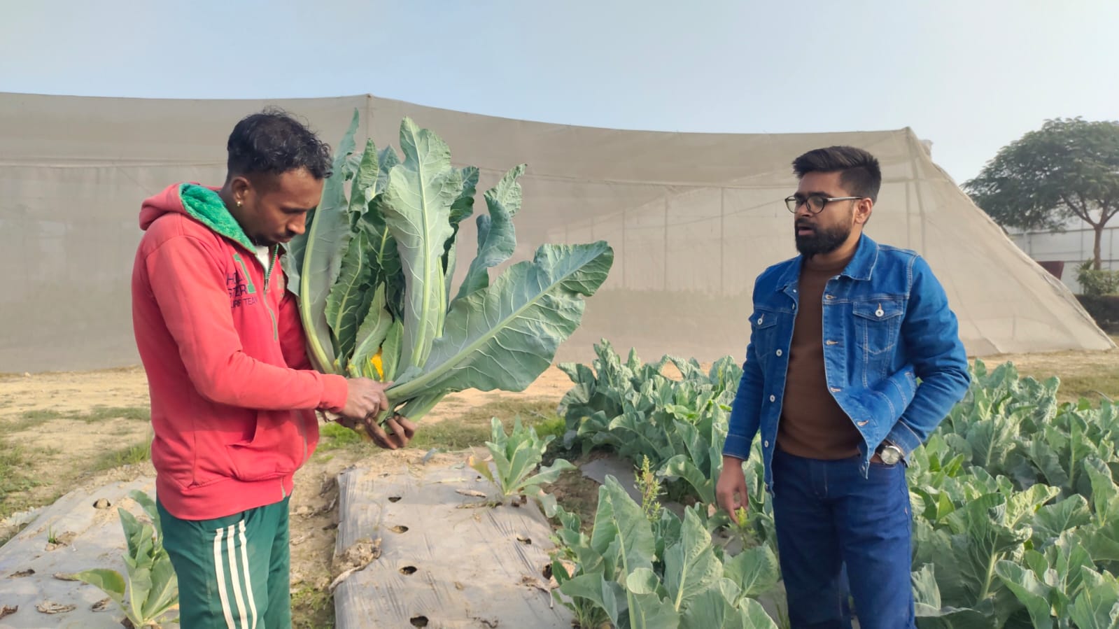 Colourful cauliflower business