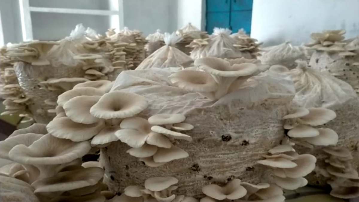 mushroom cultivation in a government school 6