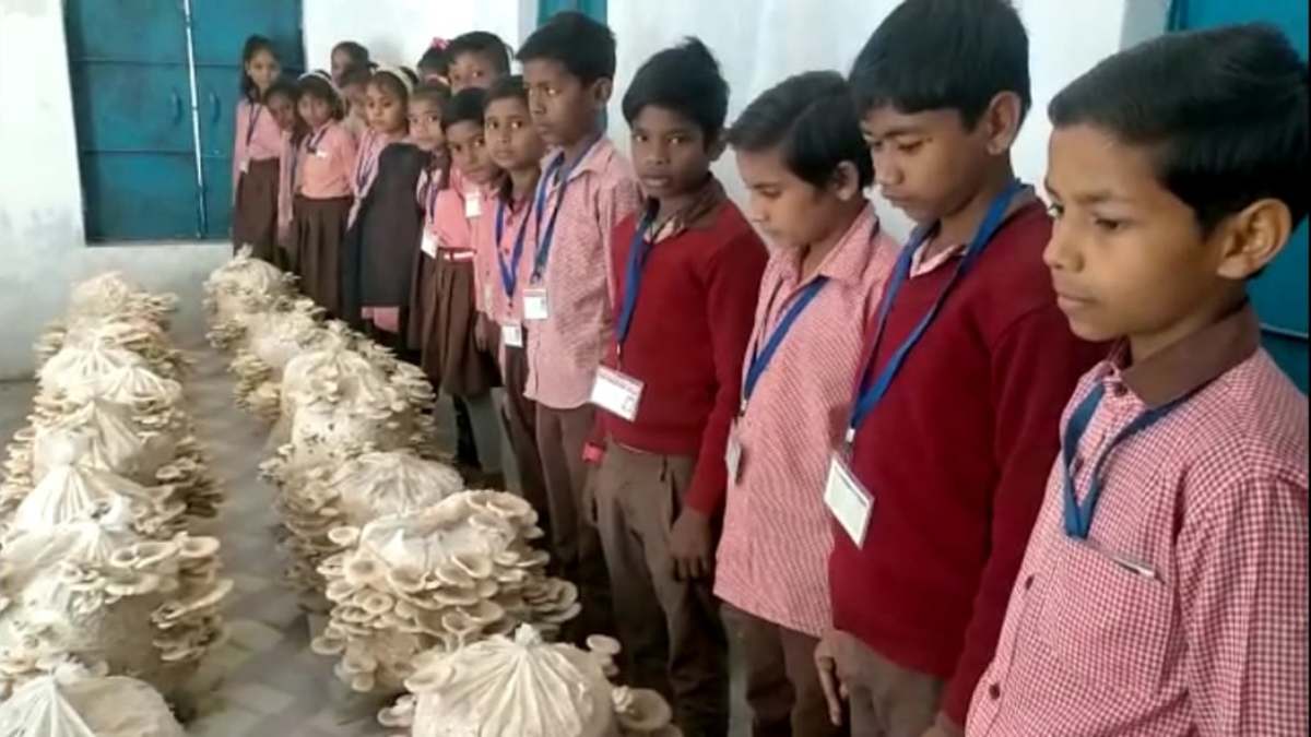 mushroom cultivation in a government school 4