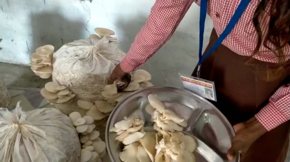 mushroom cultivation in a government school 7