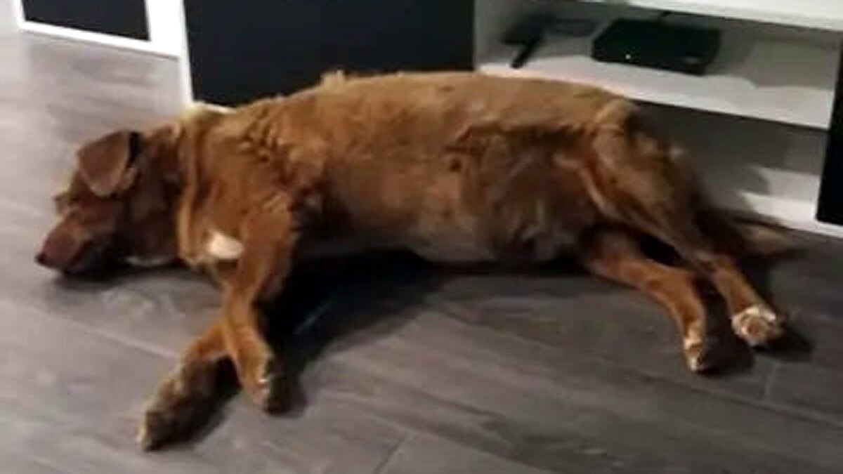 World's Oldest Dog Bobi