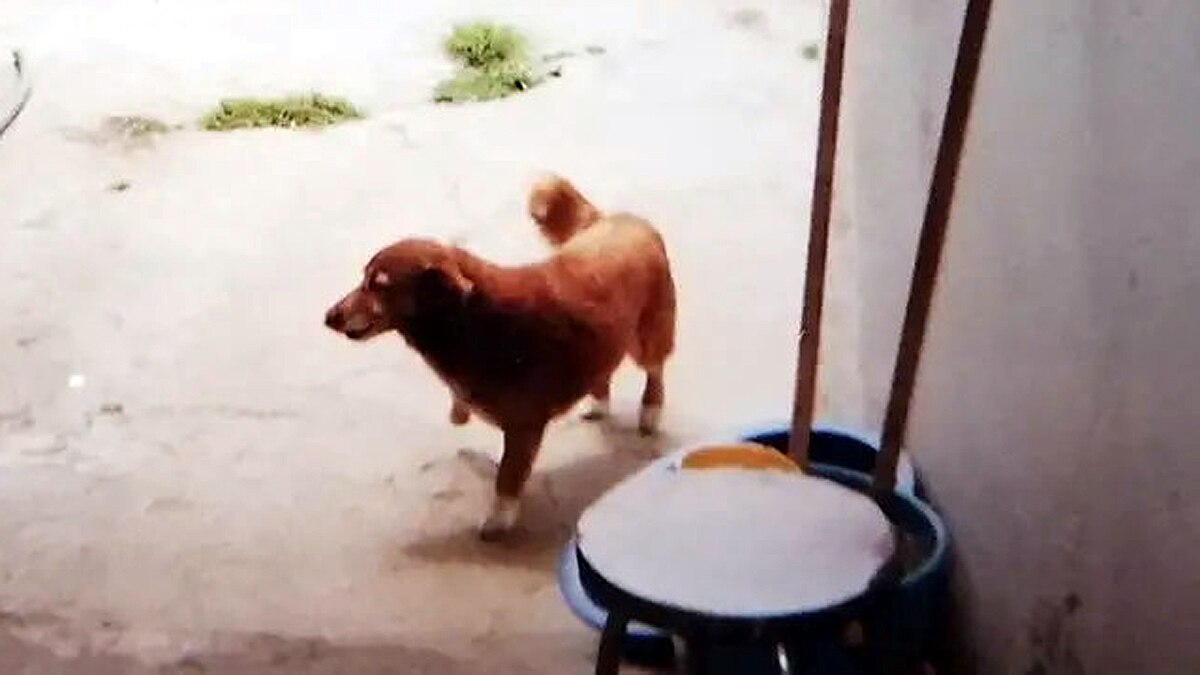 World's Oldest Dog Bobi