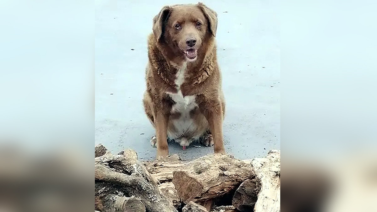 World's Oldest Dog Bobi