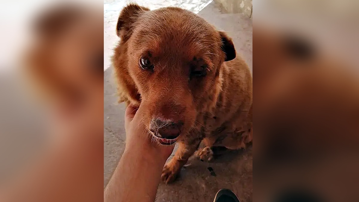 World's Oldest Dog Bobi