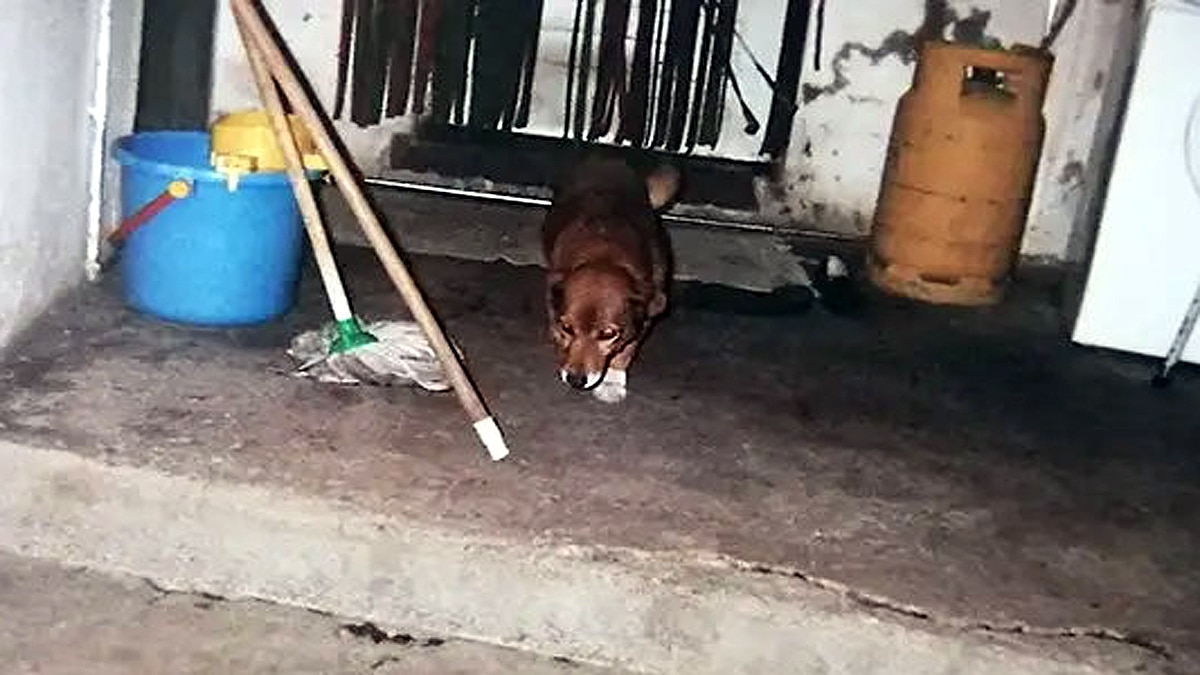 World's Oldest Dog Bobi