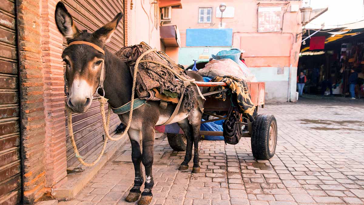 Donkey Domestication