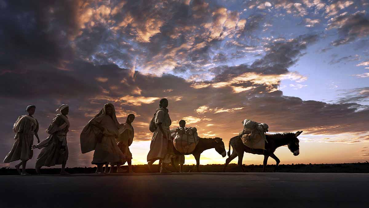 Donkey Domestication