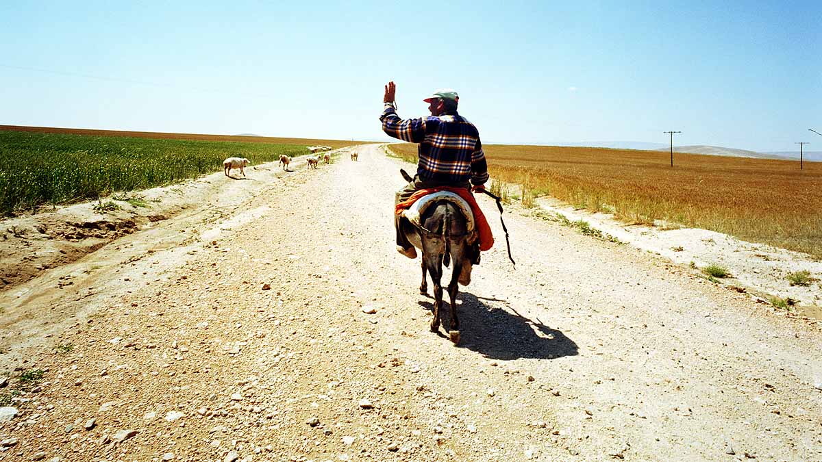 Donkey Domestication