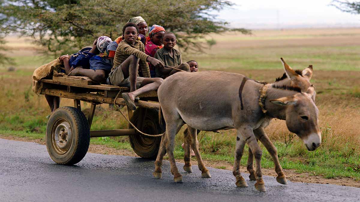 Donkey Domestication