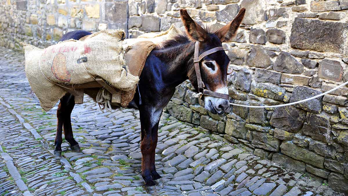 Donkey Domestication