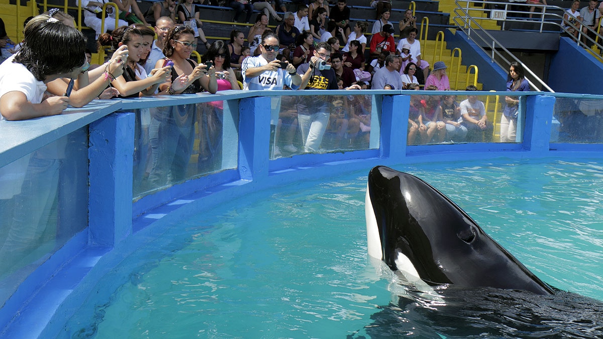 Lolita The Killer Whale