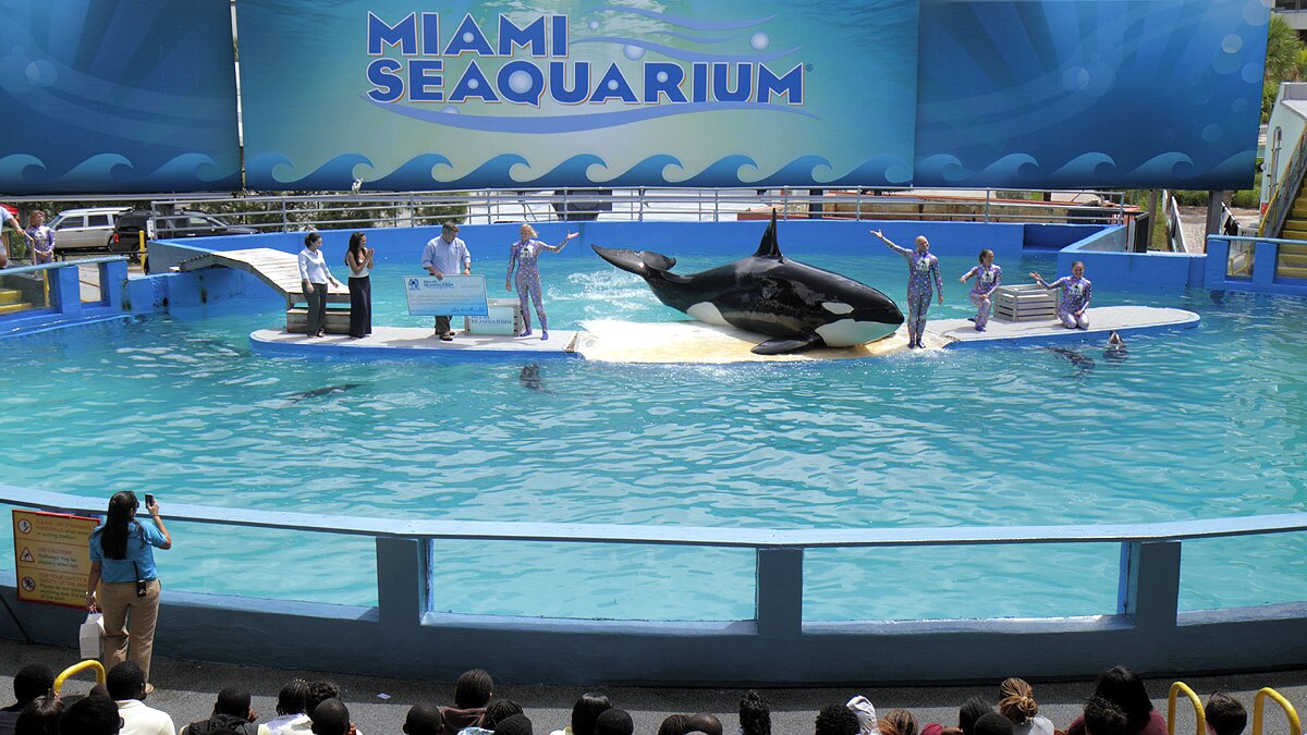 Lolita The Killer Whale