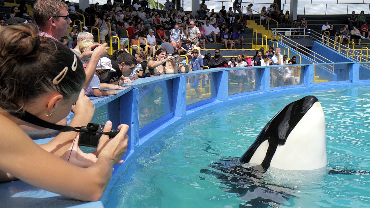 Lolita The Killer Whale