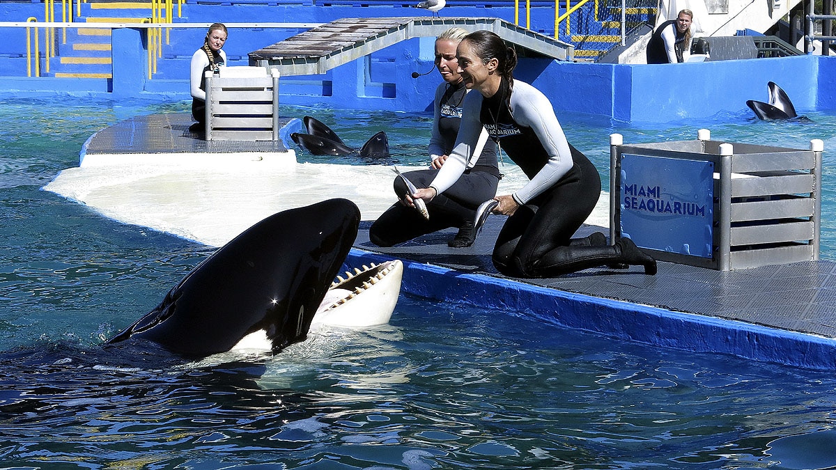 Lolita The Killer Whale