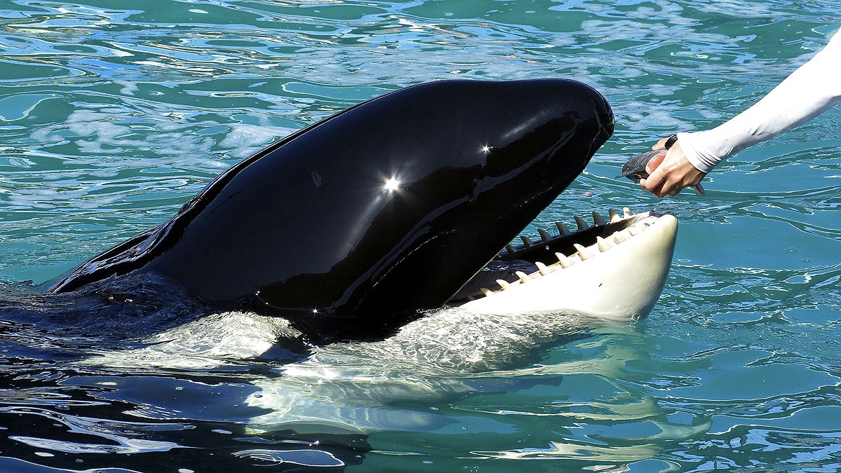 Lolita The Killer Whale