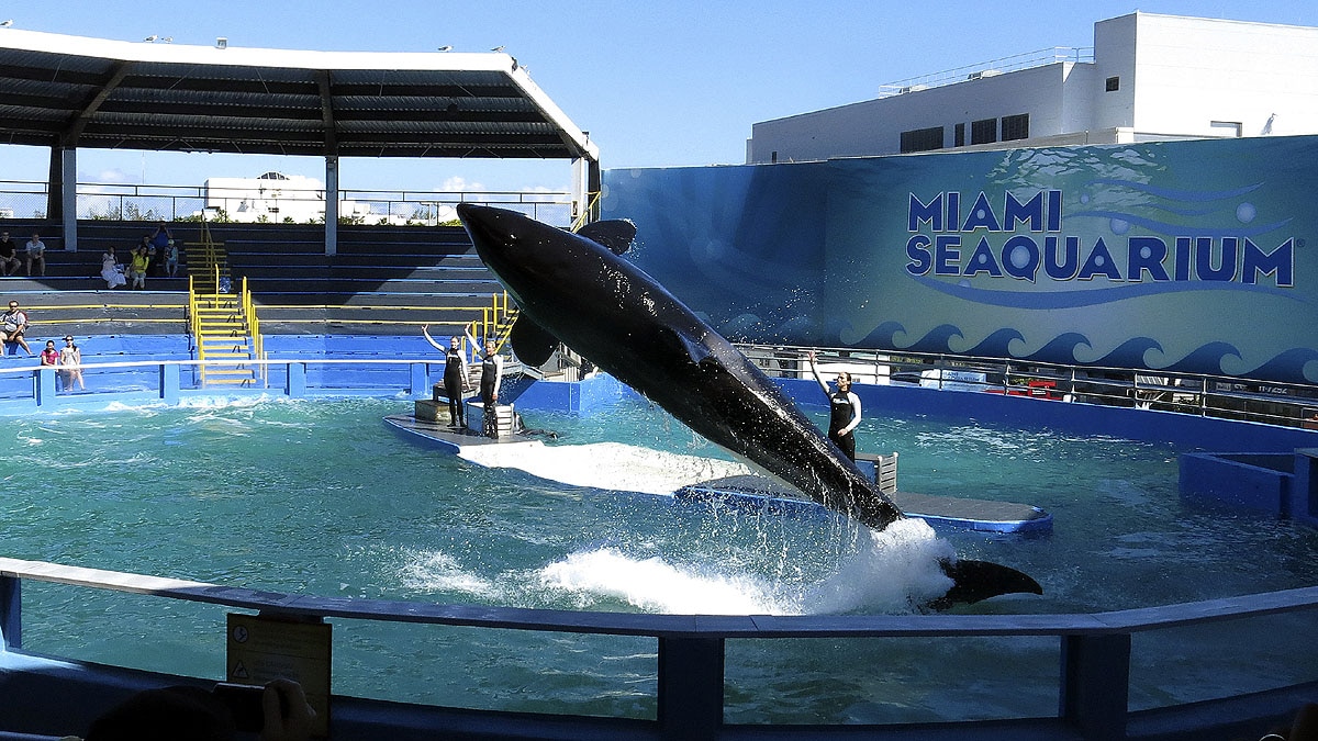 Lolita The Killer Whale