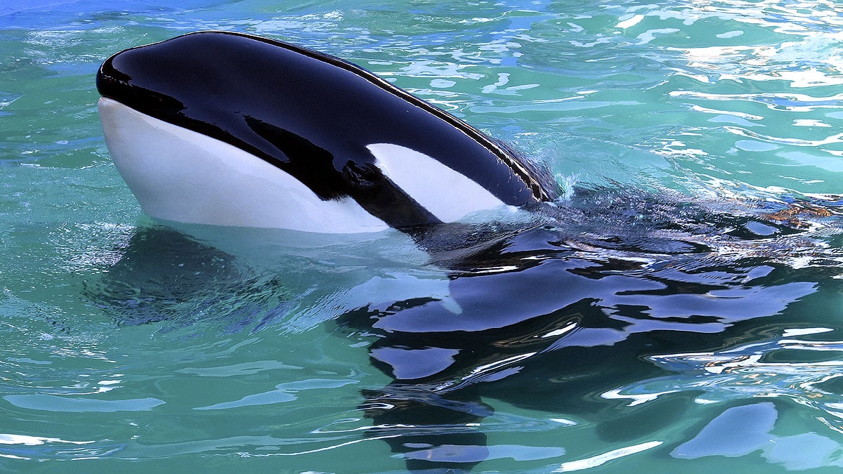 Lolita The Killer Whale