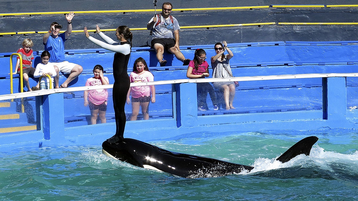 Lolita The Killer Whale