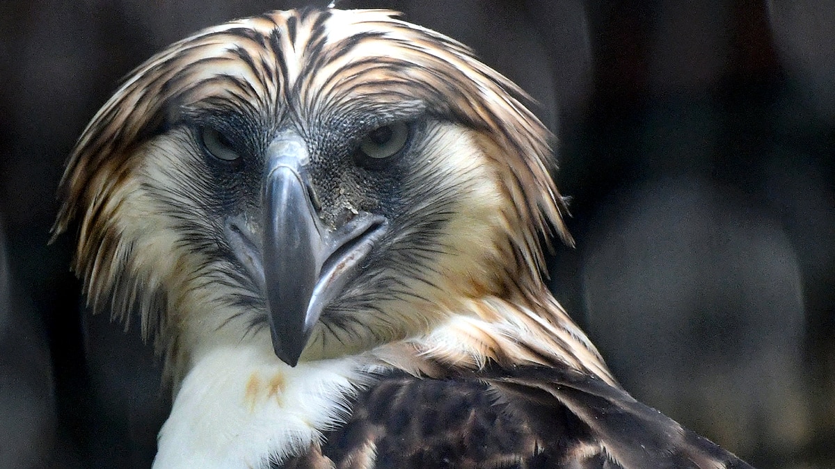 Australia Newfound Eagle