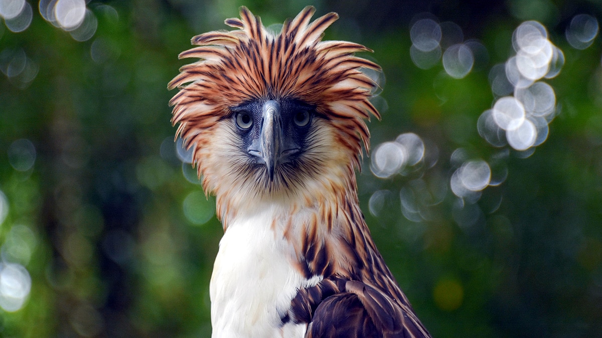 Australia Newfound Eagle