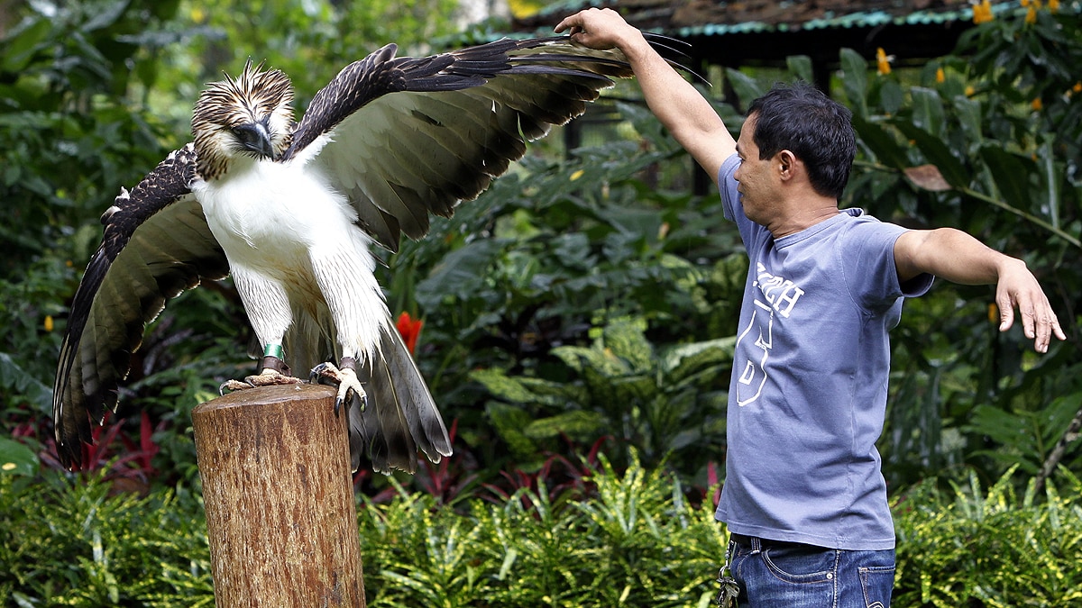 Australia Newfound Eagle