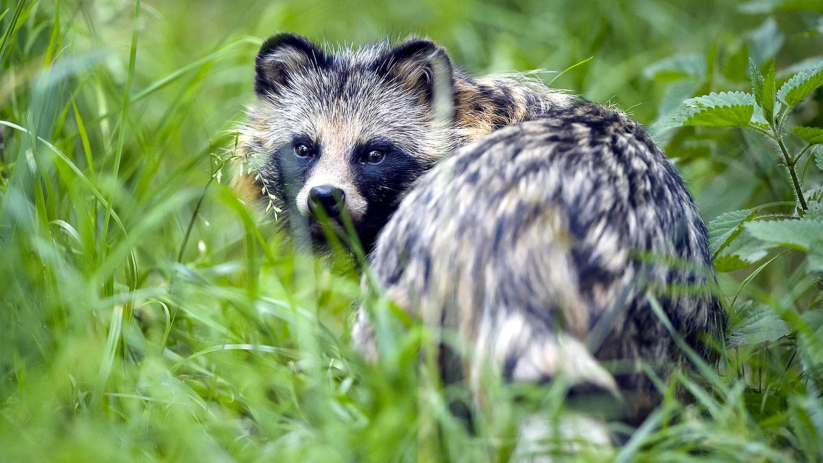 What Are Raccoon Dogs?