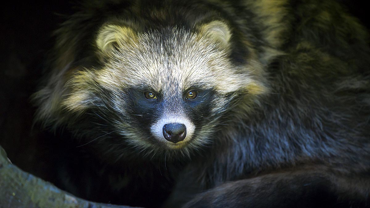 What Are Raccoon Dogs?