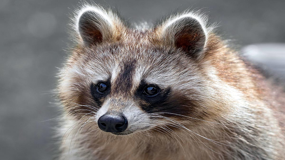 What Are Raccoon Dogs?