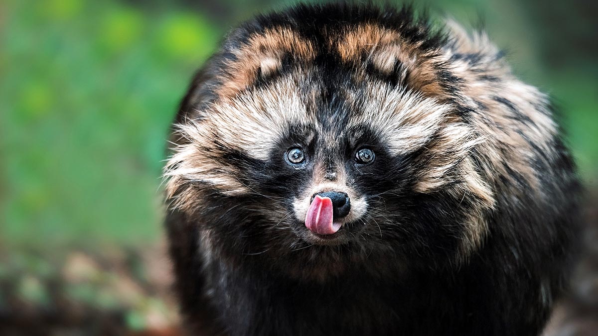 What Are Raccoon Dogs?