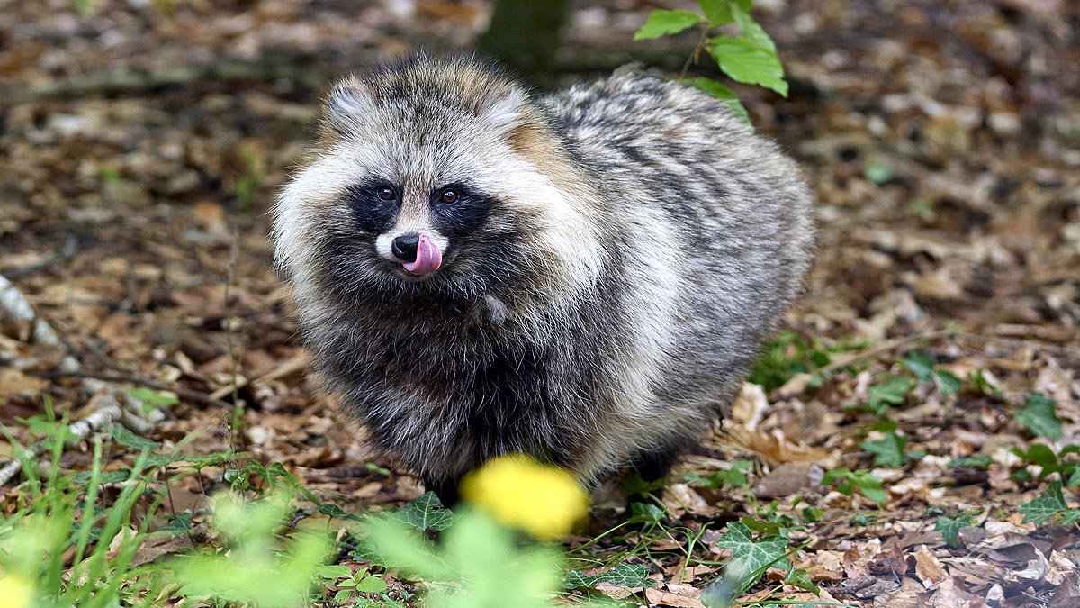 What Are Raccoon Dogs?