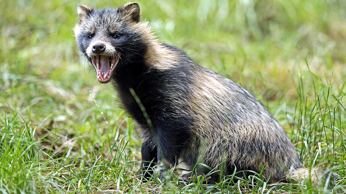What Are Raccoon Dogs?