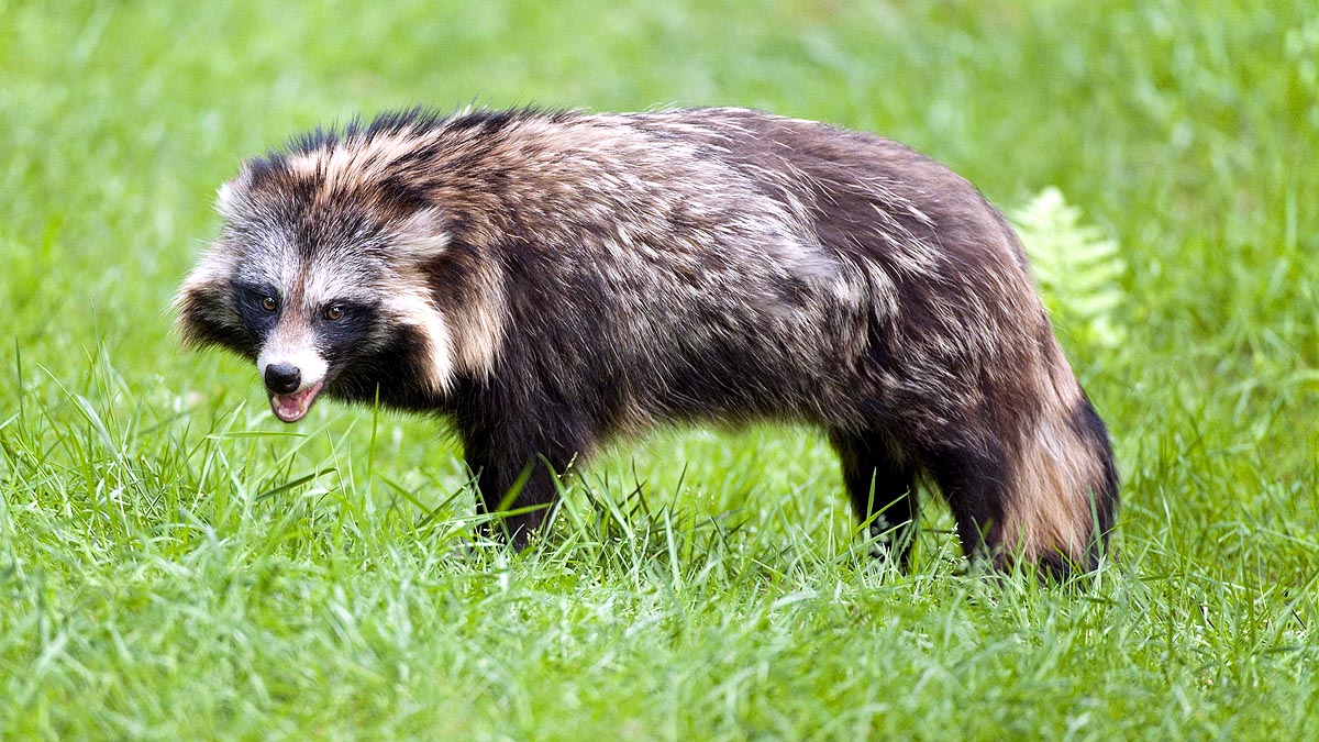 What Are Raccoon Dogs?
