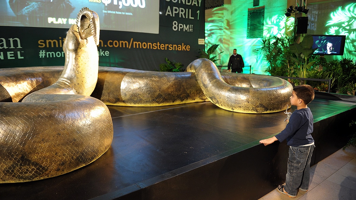 10 longest heaviest Snakes